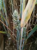 barbottin aude profil Paysage coccinnelle