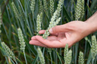 plantCoopLab image2